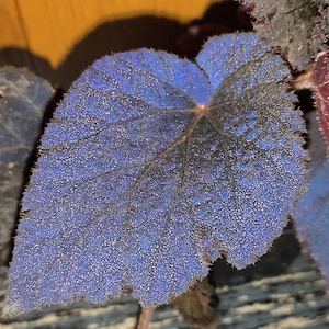Op de afbeelding: Close-up van een levendig blauw blad met een getextureerd oppervlak en een donker, geaderd patroon. De randen van het blad zijn licht gekarteld en het algemene uiterlijk suggereert een plant met uniek blad. Het blad is een opvallende tint blauw.