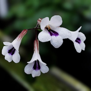 Cutting Deinostogma Syn. Charita tamaiana , Primrose, Gesneria, plants, houseplants, rare plants, cuttings