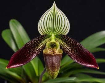 Planta: Paphiopedilum wardii Dark Wing, Orquídea, Orquídea de Lady's Silpper, Orquídea - flores, planta de interior, terrario