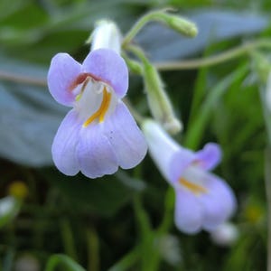 Cutting Primulina longangensis, primrose, Gesnerie, plants, houseplants, rare plants, Gesneriads Cuttings