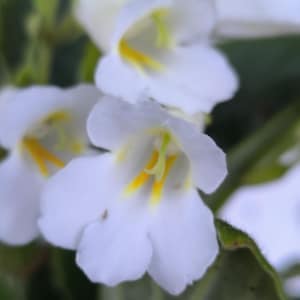 Puede incluir: Primer plano de flores blancas con centros amarillos y tallos y hojas verdes. Los pétalos son delicados y ligeramente rizados. Las flores están en enfoque suave, con algunas en enfoque nítido. El tema general es floral y natural.