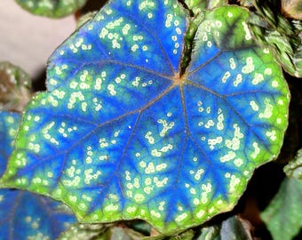 Esqueje de Begonia pseudoedulis, esqueje