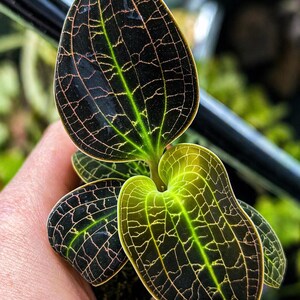 Dossinia marmorata jewel orchid - Etsy 日本