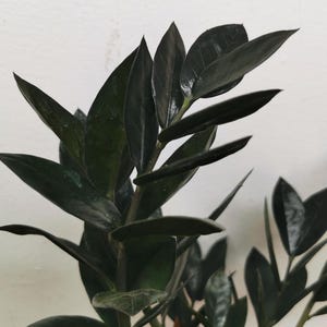 Young plant, plant : Zamioculcas zamiifolia, Black ZZ Plant &quot;Raven&quot; , Lucky Bamboo - houseplant, succulents, easy care, low light