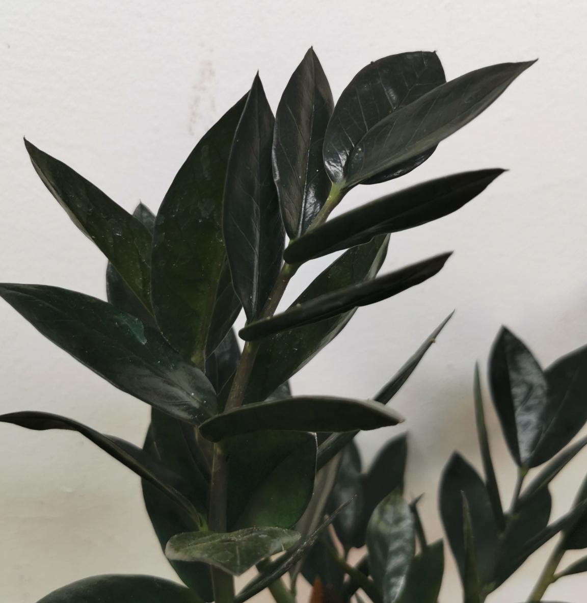 Zamioculcas variegata - Etsy 日本