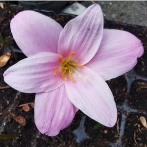 Pianta Giglio Della Pioggia Zephyranthes Candida, Perenne Da Esterno, Prodotta In Italia
