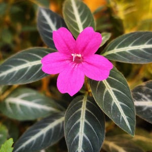 Esqueje: Ruellia macoyana, Acanthaceae - planta de interior, rara, terrario
