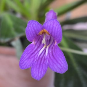 Stekken Primulina Silver Surfer, Sleutelbloem, Gesnerie, planten, kamerplanten, zeldzame planten, Gesneriads Stekken