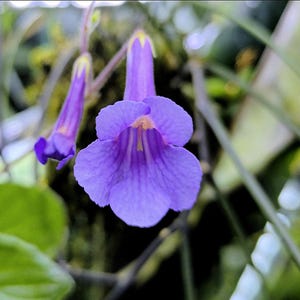 Cutting Primulina sp., primrose, Gesneria, plants, houseplants, rare plants, Gesneriads Cuttings