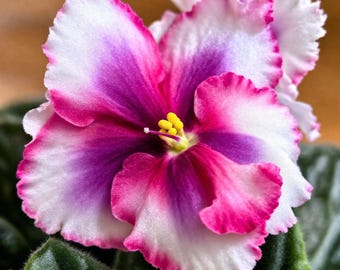 Esqueje: Streptocarpus ionanthus, violeta africana roja/blanca, Gesneria, plantas, plantas de interior - Gesneriáceas, plantas raras