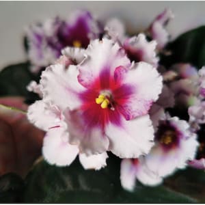 Steckling, Cutting : Streptocarpus ionanthus, Usambarabveilchen Rot/Weiß , Gesnerie, Pflanzen, Zimmerpflanzen- Gesneriads , rareplants