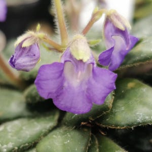 Cutting Primulina rotundifolia , Primrose, Gesneria, plants, houseplants, rare plants, Gesneriads Cuttings