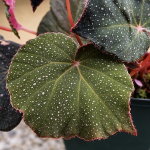 Stek: Begonia U185 sp. Filipijnen