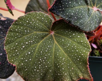 Esqueje: Begonia U185 sp. Filipinas