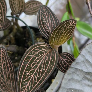 Anoectochilus x Ludisia &quot;Spiderman&quot;, Jewel Orchid, Jewel Orchid - houseplant, terrarium, rare - plant