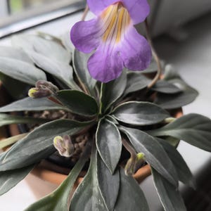 Cutting Primulina subrhomboidea , Primrose, Gesnerie, plants, houseplants- Gesneriads, rare plants, Gesneriads Cuttings