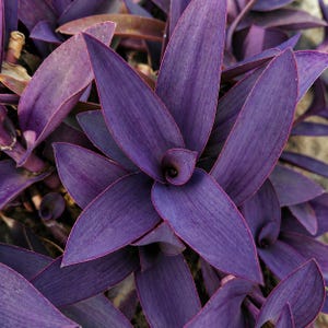 Tradescantia rare - Etsy.de