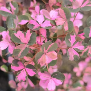 Cutting, Cutting: Oxalis Plums Crazy Rare