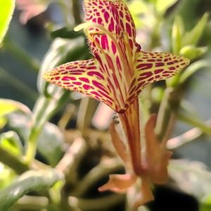 Boutures : Columnea schiedeana, Gesnerie, plantes, plantes d&#39;intérieur, plantes rares, Gesneriads Boutures