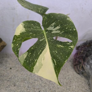 Plant: Monstera deliciosa Thai Constellation Aroids Rare