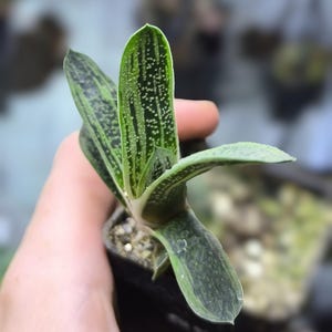 Aloe gasteria - Etsy sterreich