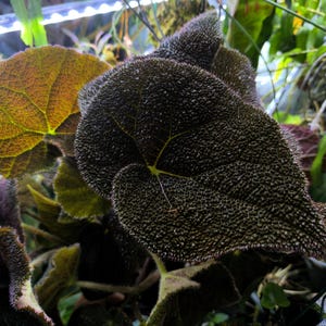 Begonia masoniana River begonia cuttings, cutting