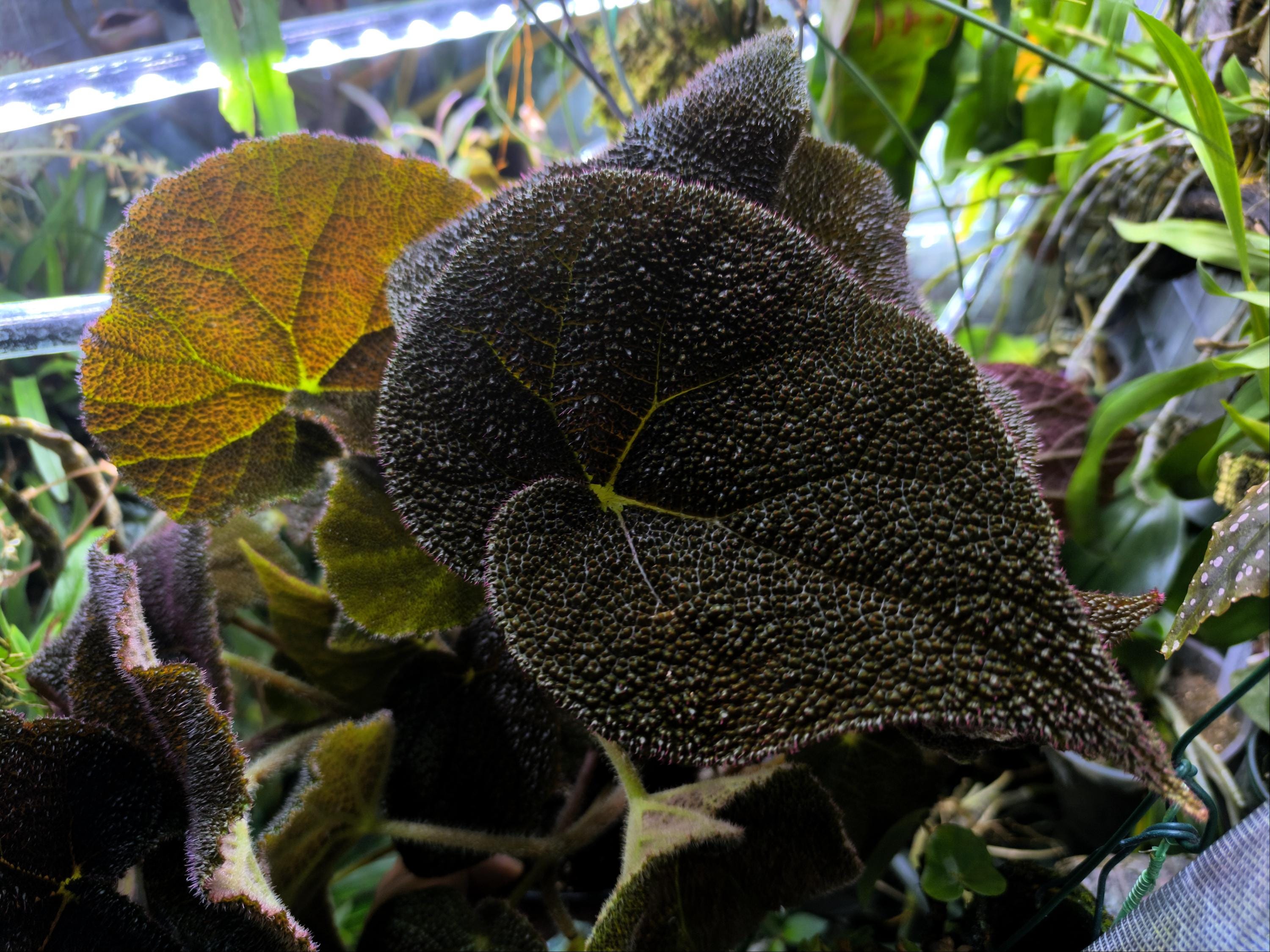 Begonia ferox - Etsy 日本