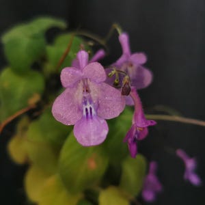 Boutures : Streptocarpus stomandra, violette africaine, Gesneria, plantes, plantes d&#39;intérieur, plantes rares