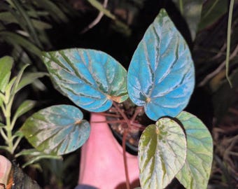 Steckling, Cutting : Begonia " Nigthfall "