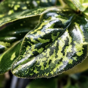 Puede incluir: Primer plano de una vibrante hoja verde con un patrón único. La superficie de la hoja es de un verde profundo y brillante, salpicada de parches irregulares de un verde amarillento más claro. Los bordes son suaves con pequeños pelos.
