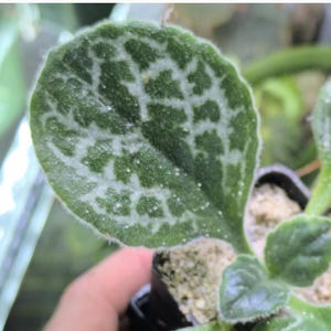 Young plant: Primulina dryas, primrose, Gesnerie, plants, houseplants, rare plants, Gesneriads cuttings