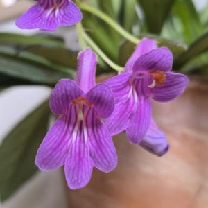 Cuttings: Primulina Silver Surfer, Gesnerie, plants, houseplants, rare plants