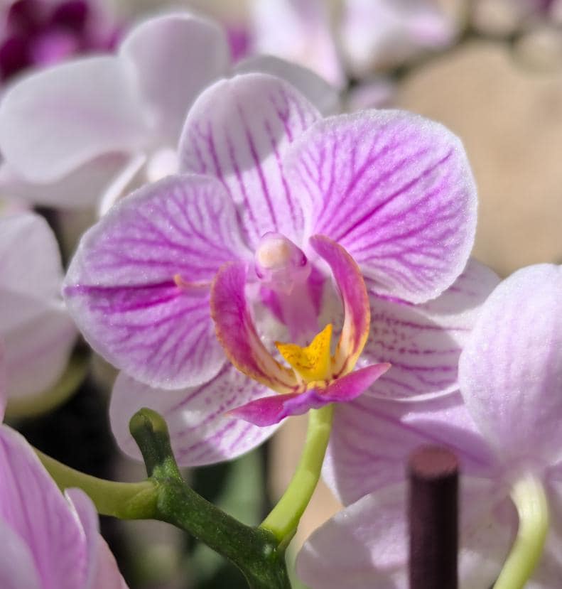 Phalaenopsis schilleriana orchid - Etsy 日本
