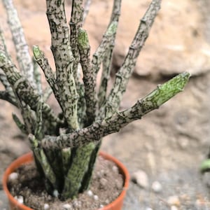 May include: A close-up of a potted succulent plant with segmented stems and green and white mottled patterns. The plant is in a small, orange-brown pot. The background is a light brown, textured surface.