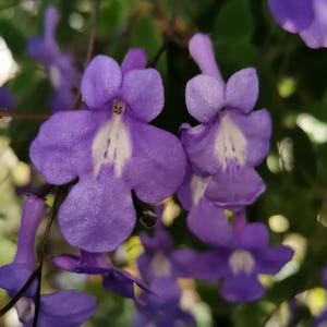 Steckling, Cutting : Streptocarpus saxorum, Blauer Paul , Gesnerie, Pflanzen, Zimmerpflanzen- Gesneriads , rareplants
