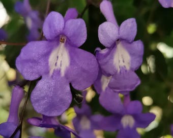 Esqueje: Streptocarpus saxorum, Blue Paul, Gesnerie, Plantas, Plantas de interior - Gesneriads, rareplants