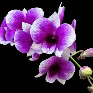 Puede incluir: Un tallo de orquídea vibrante con múltiples flores abiertas que presentan centros de color púrpura intenso que se desvanecen hacia bordes blancos. Los pétalos muestran patrones de vetas intrincados y el tallo incluye varios capullos cerrados sobre un fondo negro.