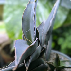 Bogenhanf - Etsy.de