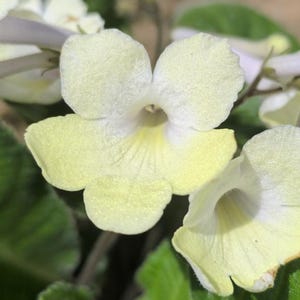Streptocarpus « Jaune » Primevère du Cap – Plante d&#39;intérieur, Gesnériacées, plantes rares