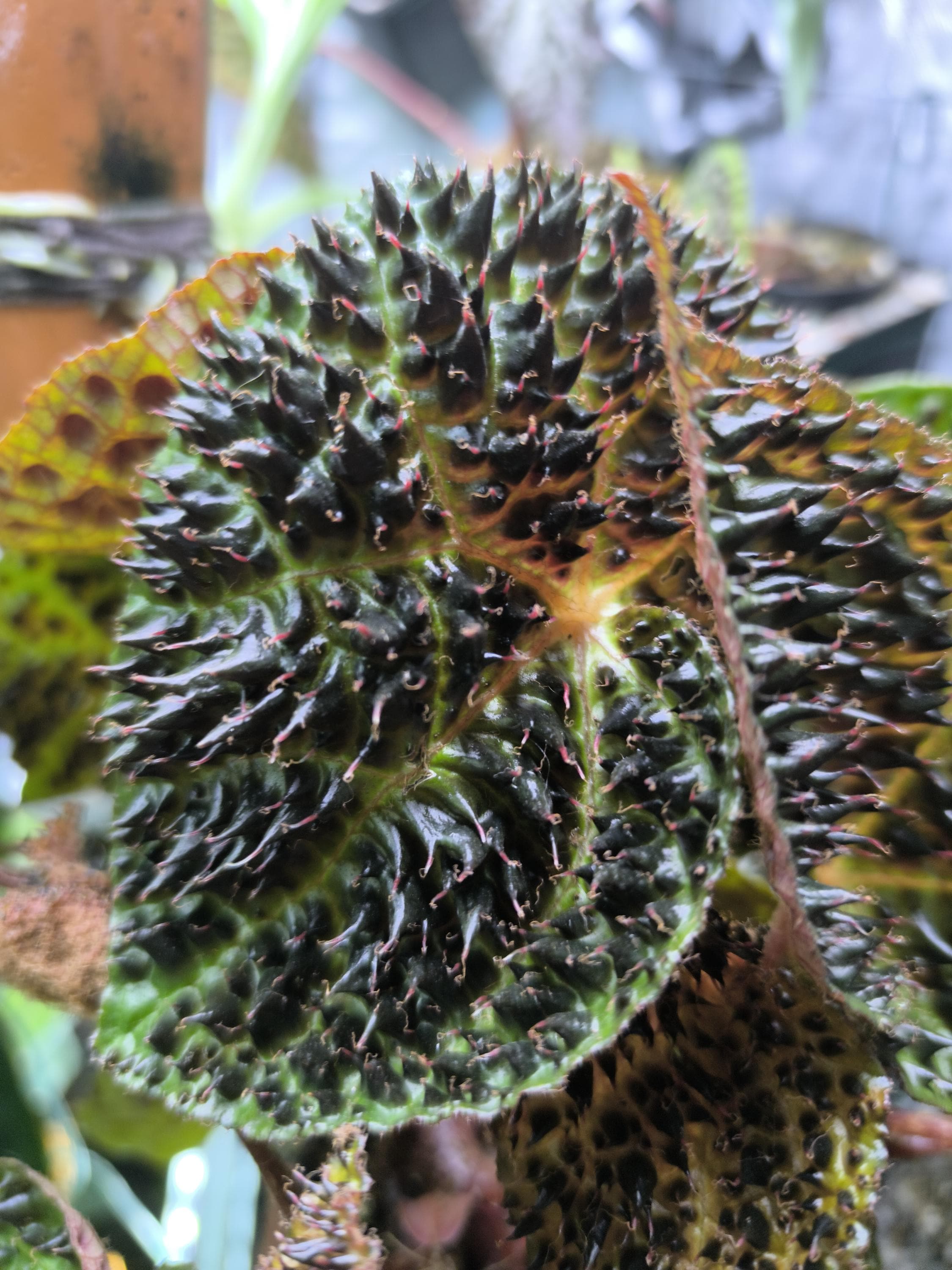 セール怪奇植物 ベゴニア　フェロックス　激レア　希少植物　③ 怪奇植物 ベゴニア フェロックス 激レア 希少植物 ③ 観葉植物