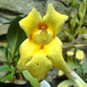 Steckling Cutting : Primulina &quot; Aiko &quot; , Zimmerprimel - Gesnerie, Zimmerpflanze, Gesneriads, rareplants, Streptocarpus, Saintpaulia