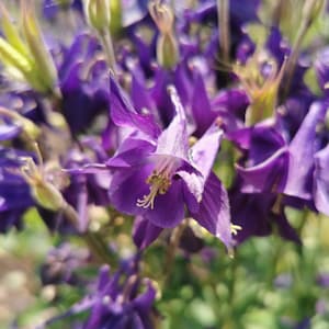 Seeds: Aquilegia vulgaris Common Columbine - native plant, cottage garden, hardy