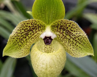 Roślina mała: Paphiopedilum malipoense, obuwik pospolity, Orquidea - kwiaty, roślina doniczkowa, terrarium, rzadka