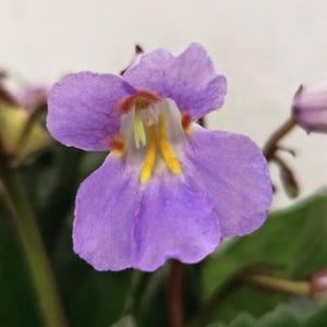 Bouture de Primulina Purpelina, Primevère, Gesneria, plantes, plantes d&#39;intérieur - Gesnériacées, plantes rares, Boutures de Gesnériacées