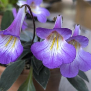Cutting Primulina subrhomboidea , Primrose, Gesnerie, plants, houseplants- Gesneriads, rare plants, Gesneriads Cuttings