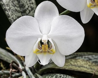 Växt: Phalaenopsis philippinensis, orkidé, orkidé, orquidea - blommor, krukväxt, terrarium, sällsynt