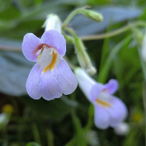 Cutting Primulina longangensis , primrose, Gesnerie, plants, houseplants- Gesneriads , rare plants, Gesneriads Cuttings