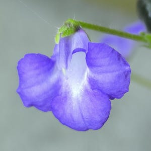 Cutting : Primulina rotundifolia - Indoor primrose, Gesnerie - Indoor plants - Gesneriads, rare plants, Gesneriads Cuttings
