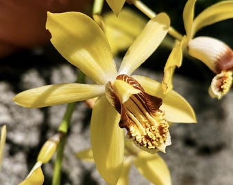 Young plant: Coelogyne tomentosa, orchid - houseplant, terrarium, rare - plant