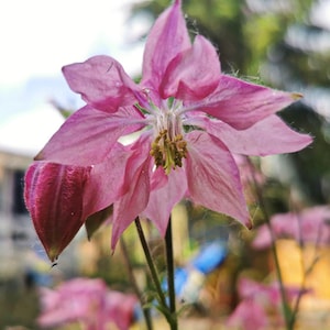 Puede incluir: Primer plano de una flor de aquilegia rosa con cinco pétalos y un centro amarillo. La flor está enfocada, mientras que el fondo está desenfocado.
